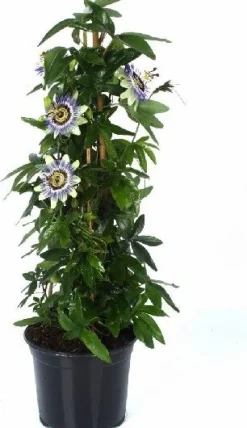 Intratuin Passionsblume (Passiflora caerulea) D 19 H 65 cm| Blühende Pflanzen|Kletterpflanzen