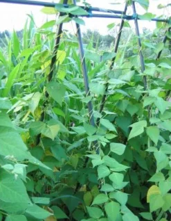 Intratuin Peacock Pflanzstab D 11 mm H 150 cm| Rankhilfen|Pflanzstäbe