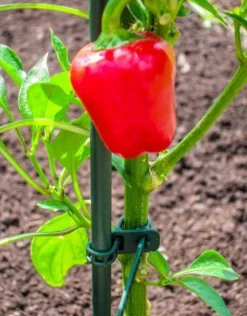 Intratuin Peacock Pflanzstab D 11 mm H 120 cm| Rankhilfen|Pflanzstäbe