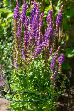 Intratuin Peacock Stützgitter mit 3 Stäben grün D 30 H 75 cm| Rankhilfen|Rankgitter & Spaliere