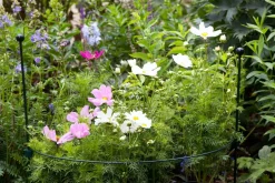 Intratuin Peacock Stützring halbrund grün  64 x 64 x 22 cm| Rankhilfen|Pflanzenstützen