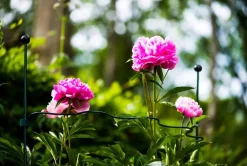 Intratuin Peacock Stützring Kreis Wellenform halbrund grün D 54 cm| Rankhilfen|Pflanzstäbe