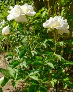 Intratuin Peacock Stützring mit 3 Stäben grün D 25 H 75 cm| Rankhilfen|Pflanzenstützen