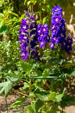 Intratuin Peacock Stützring mit 3 Stäben grün D 45 H 100 cm| Rankhilfen|Pflanzenstützen