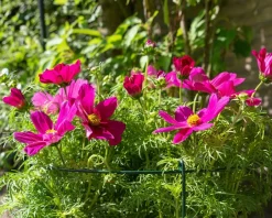 Intratuin Peacock Stützring mit 3 Stäben grün D 35 H 100 cm| Rankhilfen|Pflanzenstützen