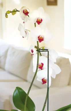 Intratuin Peacock Stützstab mit Ring und Zweig grünD 5 H 55 cm| Rankhilfen|Pflanzenstützen