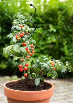 Intratuin Peacock Stützstab Spiral grün D 5 H 75 cm| Rankhilfen|Pflanzenstützen