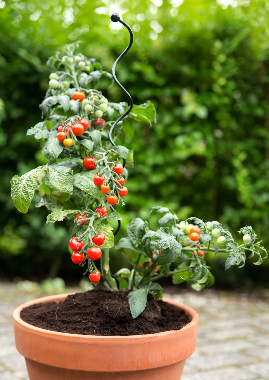 Intratuin Peacock Stützstab Spiral grün D 5 H 55 cm| Rankhilfen|Pflanzenstützen