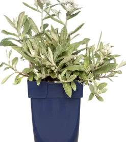 Intratuin Perlkörbchen (Anaphalis triplinervis) D 11 H 10 cm| Blühende Pflanzen|Winterharte Pflanzen