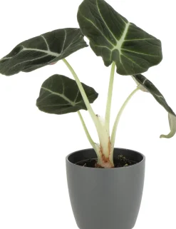 Intratuin Pfeilblatt (Alocasia 'Black Velvet') D 6 cm H 10 cm| Kleine Zimmerpflanzen|Grünpflanzen