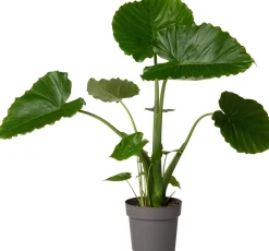 Intratuin Pfeilblatt (Alocasia gageana 'California') D 21 cm H 90 cm| Große Pflanzen|Grünpflanzen