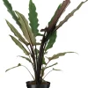 Intratuin Pfeilblatt (Alocasia 'Lauterbachiana') D 19 cm H 75 cm| Grünpflanzen|Alocasia