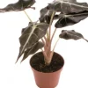 Intratuin Pfeilblatt (Alocasia 'Polly') D 6 H 15 cm| Kleine Zimmerpflanzen|Grünpflanzen