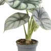 Intratuin Pfeilblatt (Alocasia 'Silver Dragon') D 6 H 17;5 cm| Kleine Zimmerpflanzen|Grünpflanzen