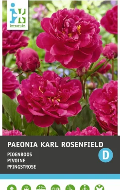 Intratuin Pfingstrose (Paeonia 'Karl Rosenfeld') Blumenzwiebel 1 St.| Sommer-Blüher|Blumenzwiebeln