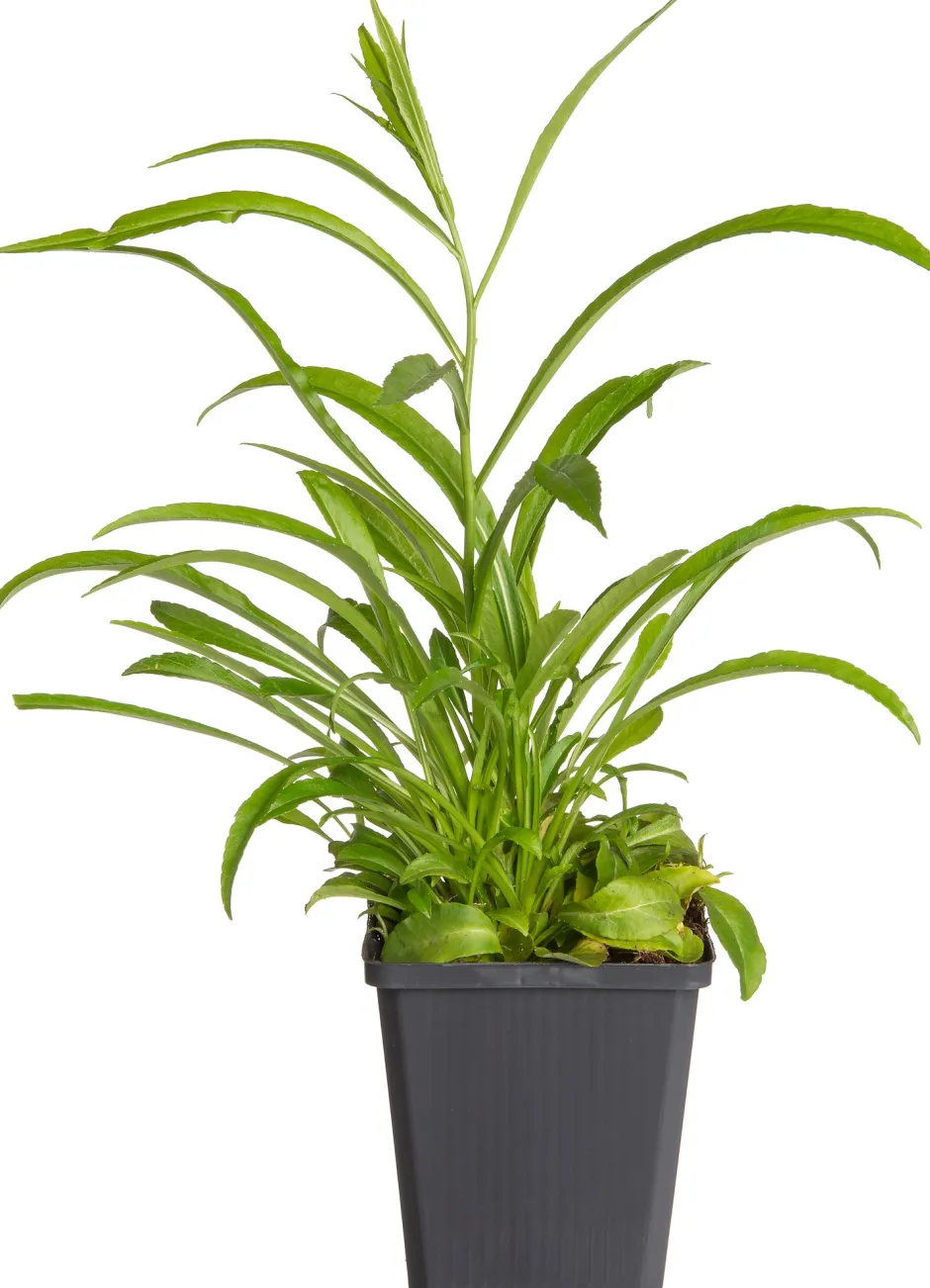 Intratuin Pfirsichblättrige Glockenblume (Campanula persicifolia 'Coerulea') D 9 H 5 cm| Blühende Pflanzen|Mehrjährige Pflanzen