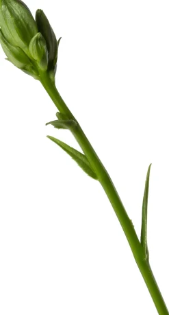 Intratuin Pfirsichblättrige Glockenblume (Campanula persicifolia 'Coerulea') D 9 H 5 cm| Blühende Pflanzen|Mehrjährige Pflanzen