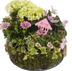 Intratuin Pflanzenarrangement Sommerblüher in Korb D 30 H 30 cm| Pflanzenarrangements|Für Sonne