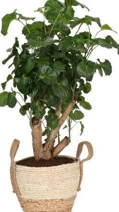 Intratuin Pflanzenarrangement Zimmerpflanzen-Mix im Korb D 22 H 50 cm| Pflanzenarrangements