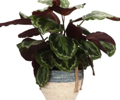 Intratuin Pflanzenarrangement Zimmerpflanzen-Mix im Korb D 22 H 50 cm| Pflanzenarrangements