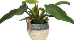 Intratuin Pflanzenarrangement Zimmerpflanzen-Mix im Korb D 22 H 50 cm| Pflanzenarrangements