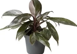 Intratuin Philodendron (Philodendron 'Pink Princess Marble') D 6 H 15 cm| Kleine Zimmerpflanzen|Grünpflanzen