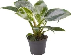 Intratuin Philodendron (Philodendron 'White Measure') D 6 H 15 cm| Kleine Zimmerpflanzen|Grünpflanzen