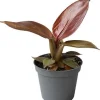 Intratuin Philodendron (Philodendron 'Red Sun') D 6 H 15 cm| Kleine Zimmerpflanzen|Grünpflanzen