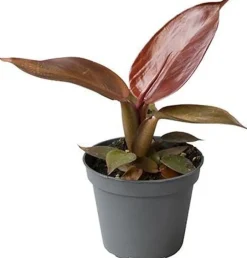 Intratuin Philodendron (Philodendron 'Red Sun') D 6 H 15 cm| Kleine Zimmerpflanzen|Grünpflanzen