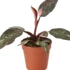 Intratuin Philodendron (Philodendron 'Pink Princess') D 12 H 40 cm| Grünpflanzen|Philodendron