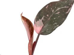 Intratuin Philodendron (Philodendron 'Pink Princess') D 12 H 40 cm| Grünpflanzen|Philodendron