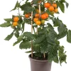 Intratuin Pick-&-Joy Kirschtomate orange (Solanum lycopersicum) D 14 H 40 cm| Obst, Gemüse & Kräuter|Gemüsepflanzen