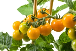 Intratuin Pick-&-Joy Kirschtomate orange (Solanum lycopersicum) D 14 H 40 cm| Obst, Gemüse & Kräuter|Gemüsepflanzen
