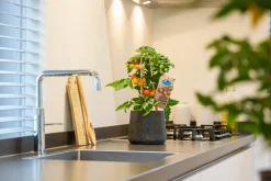 Intratuin Pick-&-Joy Kirschtomate orange (Solanum lycopersicum) D 14 H 40 cm| Obst, Gemüse & Kräuter|Gemüsepflanzen