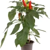 Intratuin Pick-&-Joy Paprika mild (Capsicuum Anuum) D 14 H 40 cm| Obst, Gemüse & Kräuter|Gemüsepflanzen