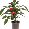 Intratuin Pick-&-Joy Paprika rot (Capsicum Annuum) D 14 H 40 cm| Obst, Gemüse & Kräuter|Gemüsepflanzen