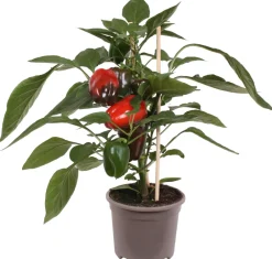 Intratuin Pick-&-Joy Paprika rot (Capsicum Annuum) D 14 H 40 cm| Obst, Gemüse & Kräuter|Gemüsepflanzen