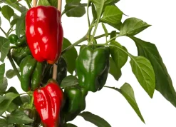 Intratuin Pick-&-Joy Paprika rot (Capsicum Annuum) D 14 H 40 cm| Obst, Gemüse & Kräuter|Gemüsepflanzen