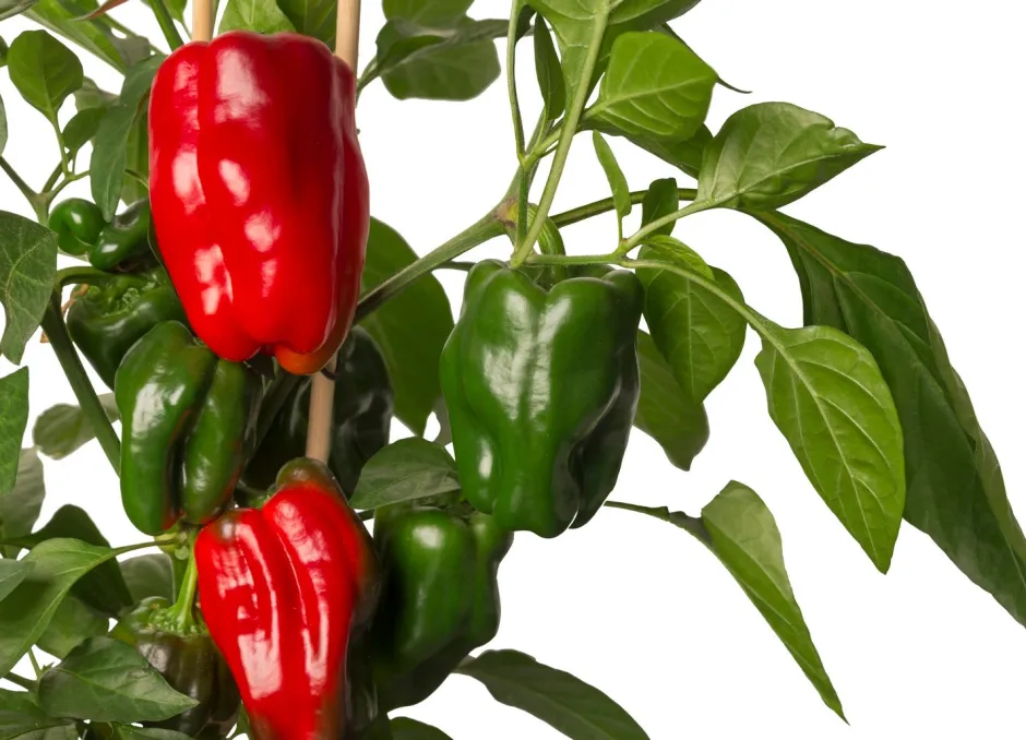 Intratuin Pick-&-Joy Paprika rot (Capsicum Annuum) D 14 H 40 cm| Obst, Gemüse & Kräuter|Gemüsepflanzen