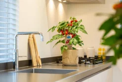 Intratuin Pick-&-Joy Pflaumentomate rot (Solanum lycopersicum) D 14 H 40 cm| Obst, Gemüse & Kräuter|Gemüsepflanzen