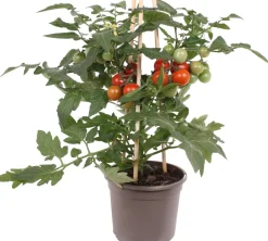 Intratuin Pick-&-Joy Tomate rot (Solanum lycopersicum) D 14 H 40 cm| Obst, Gemüse & Kräuter|Gemüsepflanzen
