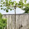 Intratuin Platane Dachform (Platanus acerifolia)| Pflanzen Für Schatten