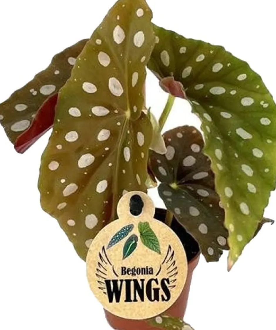 Intratuin Polka-Dot Begonie (Begonia maculata) D 6 H 20 cm| Kleine Zimmerpflanzen|Grünpflanzen