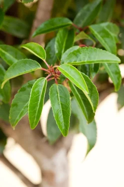 Intratuin Portugiesischer Kirschlorbeer (Prunus lusitanica) D 18 cm| Heckenpflanzen|Immergrüne Pflanzen