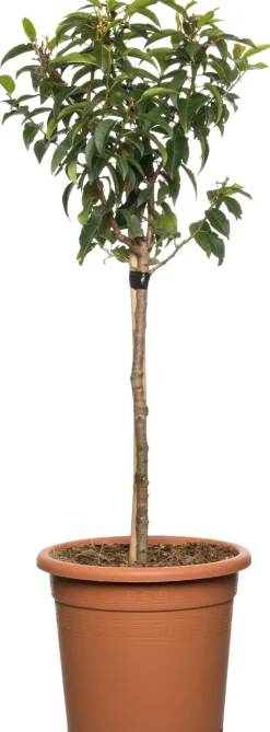 Intratuin Portugiesischer Kirschlorbeer (Prunus lusitanica)| Heckenpflanzen|Immergrüne Pflanzen