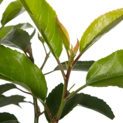 Intratuin Portugiesischer Kirschlorbeer (Prunus lusitanica)| Heckenpflanzen|Immergrüne Pflanzen