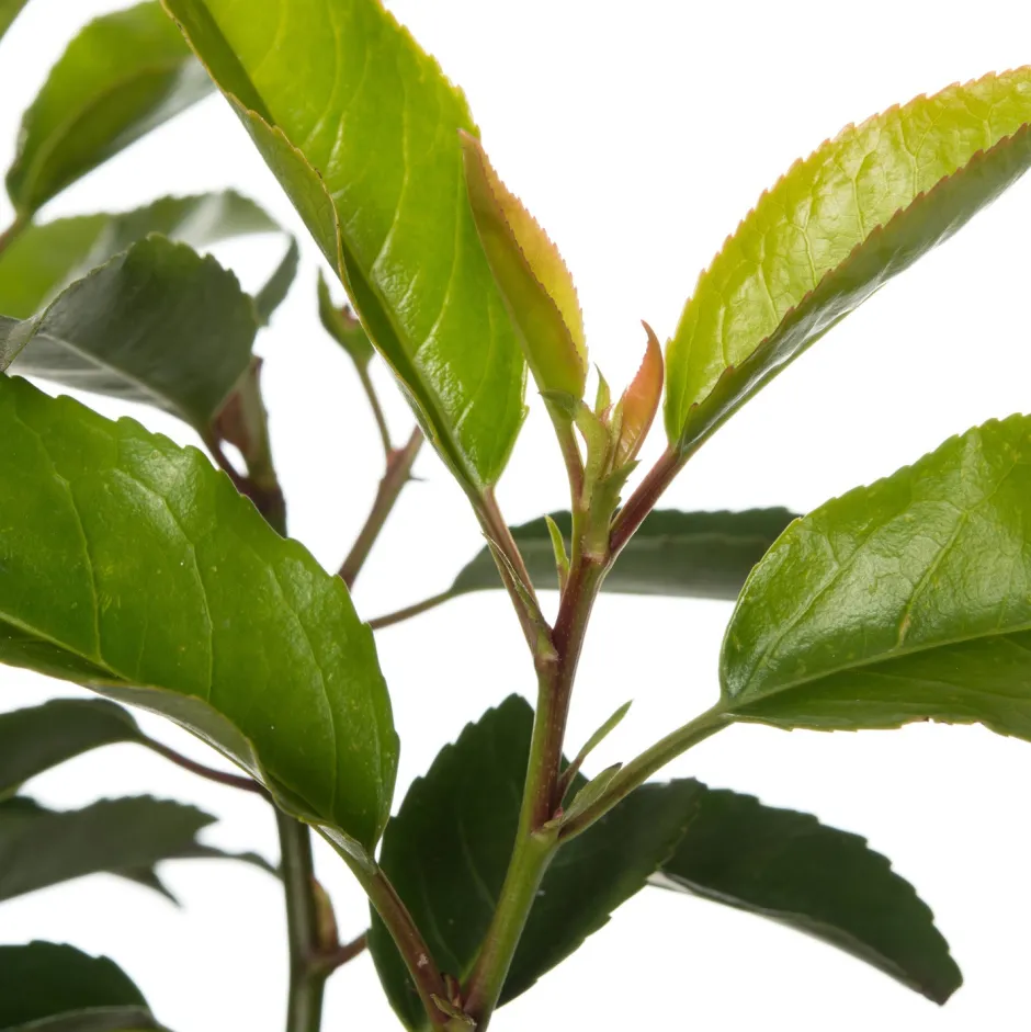 Intratuin Portugiesischer Kirschlorbeer (Prunus lusitanica)| Heckenpflanzen|Immergrüne Pflanzen