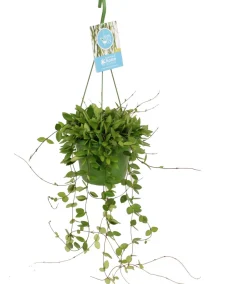 Intratuin Porzellanblume (Hoya puber) D 14 H 40 cm| Grünpflanzen|Porzellanblume