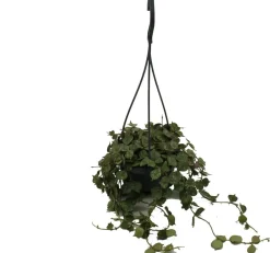 Intratuin Porzellanblume im Hängetopf (Hoya curtisii) D 10,5 H 15 cm| Kleine Zimmerpflanzen|Grünpflanzen