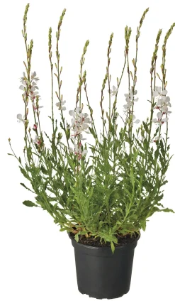 Intratuin Prachtkerze (Gaura lindheimeri 'Whirling Butterfly') D 17 H 35 cm| Blühende Pflanzen|Winterharte Pflanzen